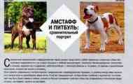 Amstaff a pit bull. Jaký je rozdíl mezi stafordšírským teriérem z pit bull